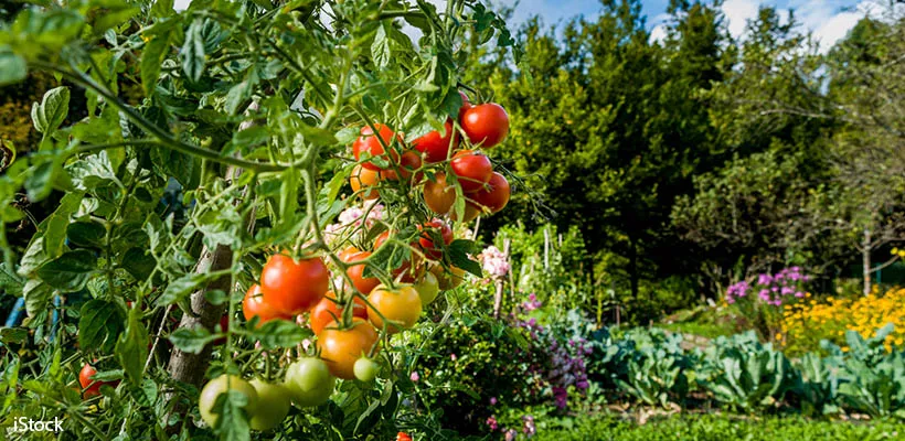 Zelf tomaten kweken (video)