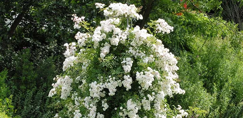 5 tips voor een gezonde klimroos