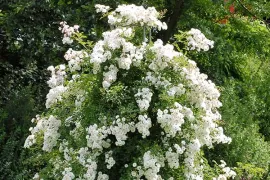 5 tips voor een gezonde klimroos