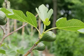 Vijg kweken in een pot