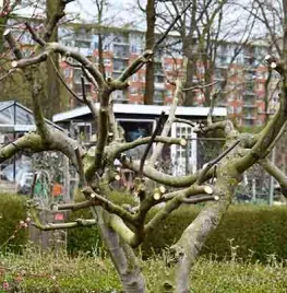 Vijgenboom snoeien
