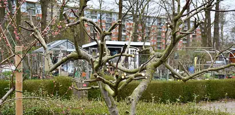 Vijgenboom snoeien