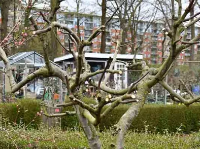 Vijgenboom snoeien