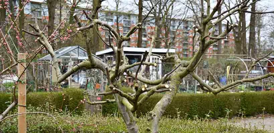 Afbeelding Vijgenboom snoeien