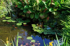 Vijver in balans, ook in de zomer