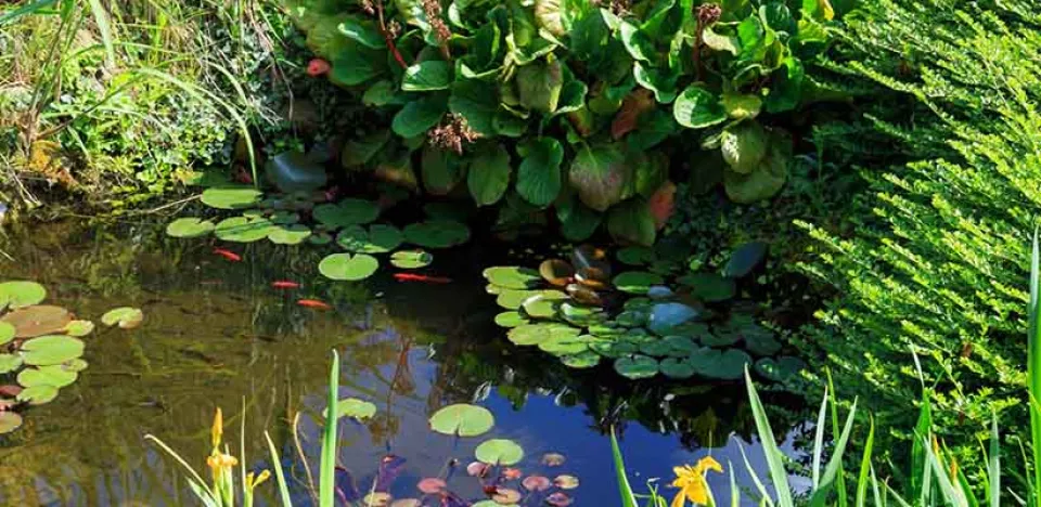 Afbeelding Vijver in balans, ook in de zomer