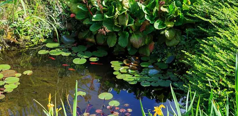 Vijver in balans, ook in de zomer