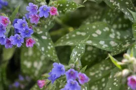 De beste winterbloeiers