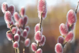 Met deze 7 planten zorg je voor een kleurrijke wintertuin