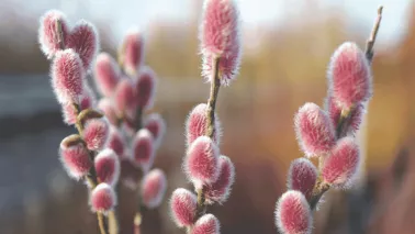 Met deze 7 planten zorg je voor een kleurrijke wintertuin