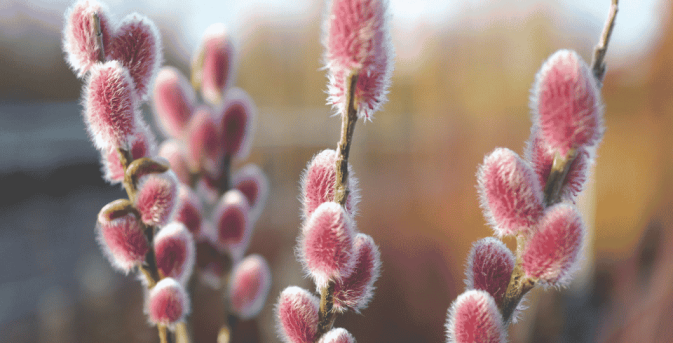 Met deze 7 planten zorg je voor een kleurrijke wintertuin
