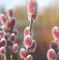Met deze 7 planten zorg je voor een kleurrijke wintertuin