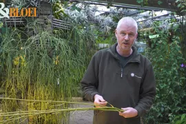 Winterstek maken van kale takken (video)