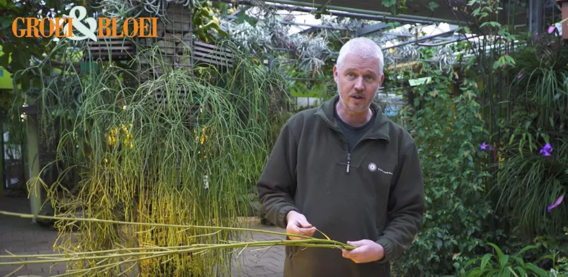 Winterstek maken van kale takken (video)