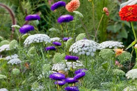 Zaad bestellen van eenjarigen