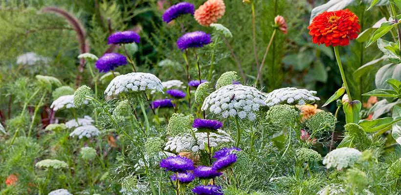 Zaad bestellen van eenjarigen