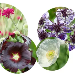 Zaad bestellen van stokroos, papaver, Knautia en Nigella