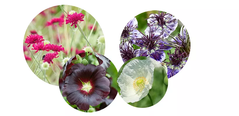 Zaad bestellen van stokroos, papaver, Knautia en Nigella