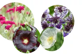 Zaad bestellen van stokroos, papaver, Knautia en Nigella