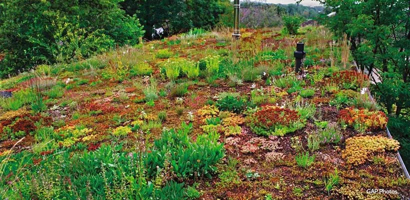 Zaaien op het dak en zaden bestellen