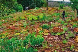 Zaaien op het dak en zaden bestellen