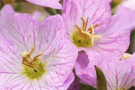 Vaste planten bergsteentijm, lage teunisbloem, zeelavas en anemoon bestellen en zaaien