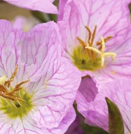 Vaste planten bergsteentijm, lage teunisbloem, zeelavas en anemoon bestellen en zaaien