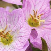 Vaste planten bergsteentijm, lage teunisbloem, zeelavas en anemoon bestellen en zaaien