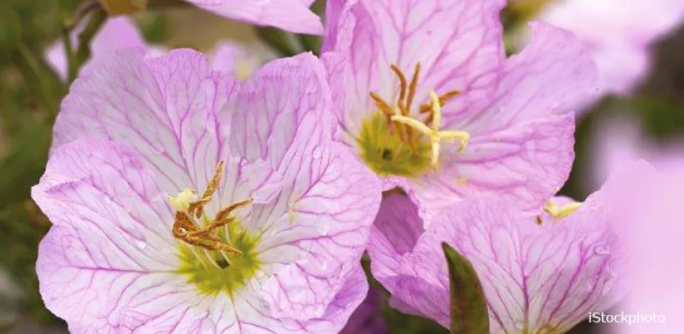 Afbeelding Vaste planten bergsteentijm, lage teunisbloem, zeelavas en anemoon bestellen en zaaien