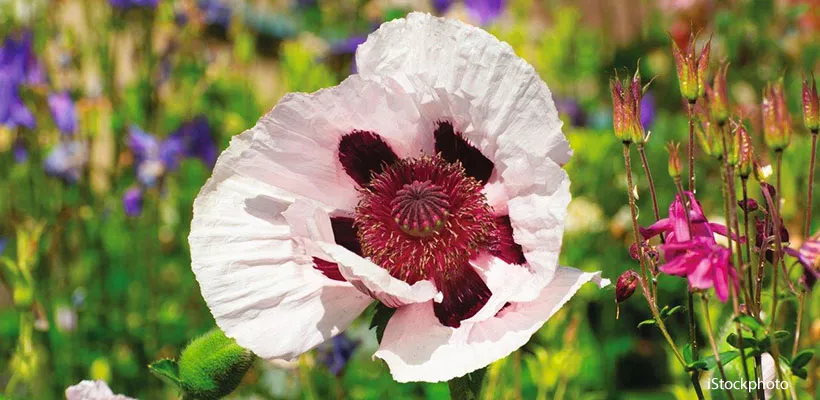 Zaaien voor gevorderden en zaden bestellen