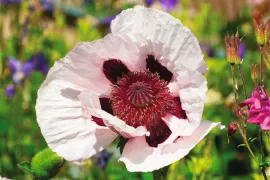 Zaaien voor gevorderden en zaden bestellen