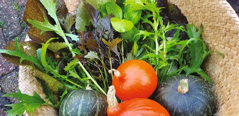 Afbeelding Zelf Aziatische groenten kweken en zaden bestellen