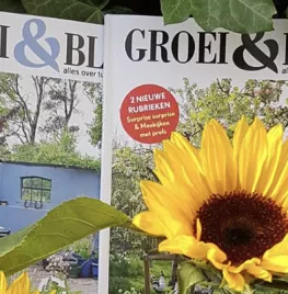 Zonnebloemen zaaien