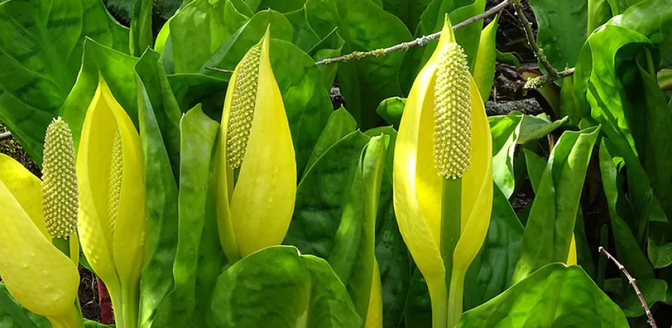 Afbeelding Planten op de zwarte lijst