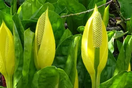 Planten op de zwarte lijst