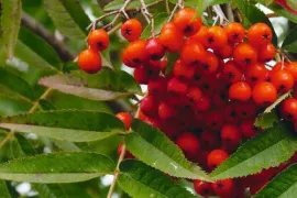 De beste bomen met bessen