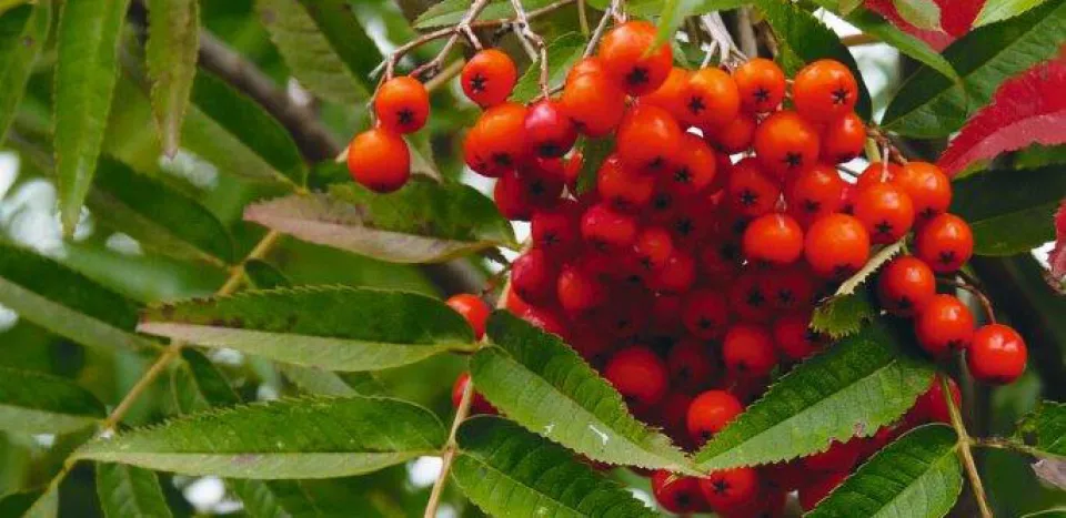 Afbeelding De beste bomen met bessen