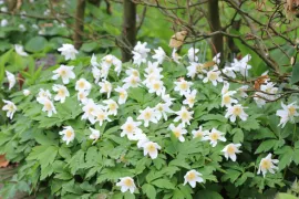 Top 10 voorjaarsanemonen