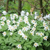 Top 10 voorjaarsanemonen