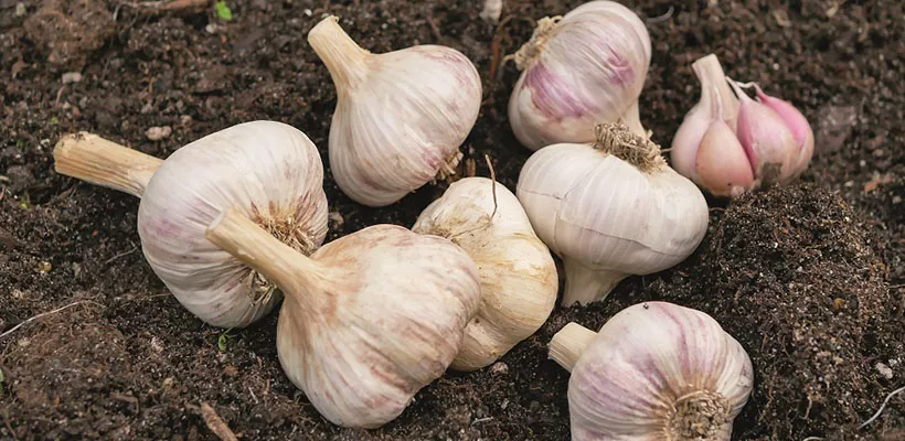 Knoflook planten & kweken