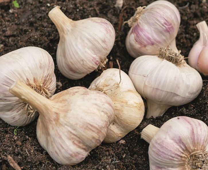 Knoflook planten & kweken