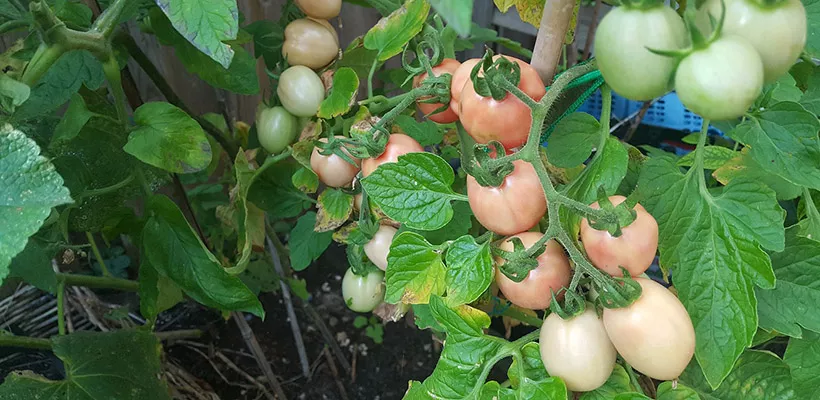 In 7 stappen naar lekkere tomaatjes