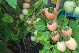 In 7 stappen naar lekkere tomaatjes