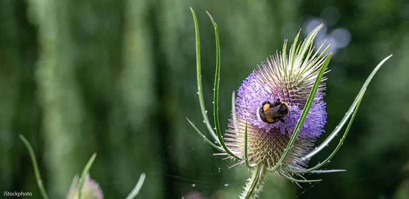 Op zoek naar een plant? Er is een app!
