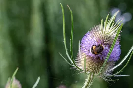 Op zoek naar een plant? Er is een app!