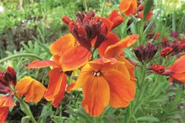 Zaad bestellen van tweejarigen o.a. Hesperis en Verbascum