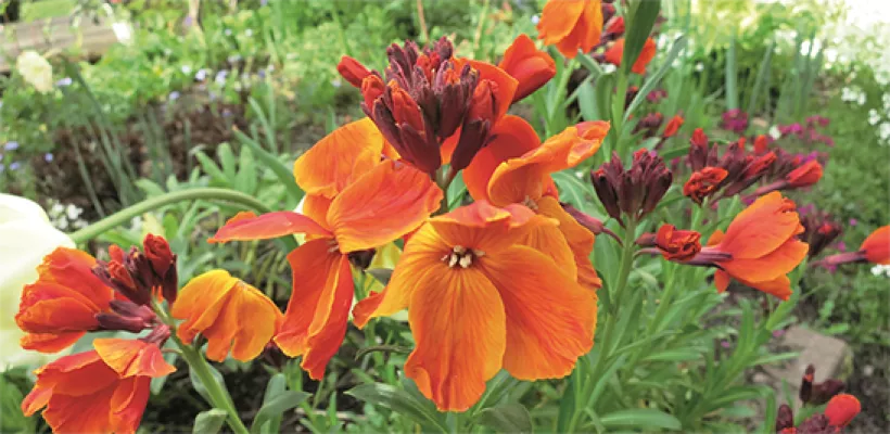 Zaad bestellen van tweejarigen o.a. Hesperis en Verbascum