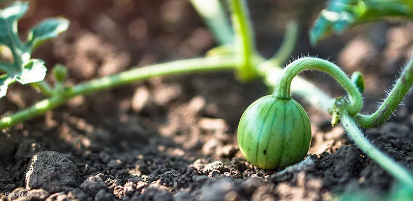 Hoe kweek ik watermeloen?
