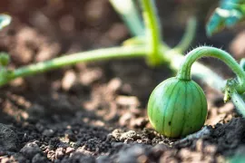 Hoe kweek ik watermeloen?
