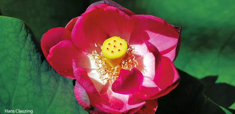 Zaaien voor experts en zaden bestellen